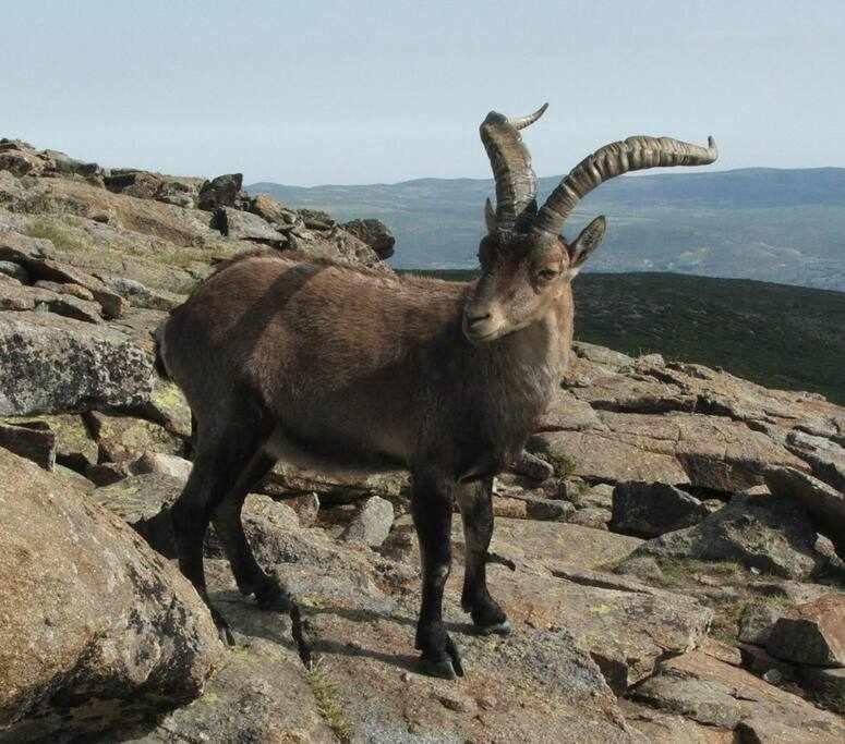 El Sobrao De Gredos Farm stay *