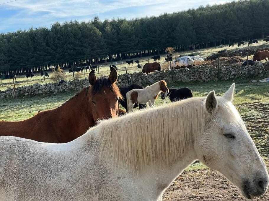 El Sobrao De Gredos * Navarredonda de Gredos
